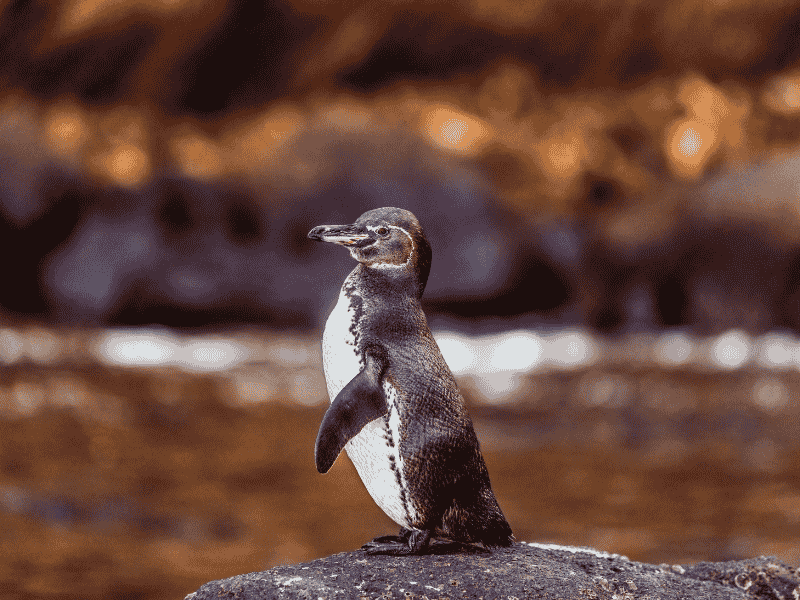 A single endangered bird penguin stands on a rocky surface with a blurred, earthy-colored background. The penguins black and white plumage contrasts with the warm tones behind it.
