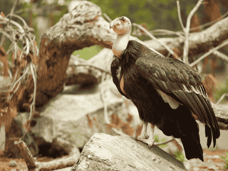 How to Protect Endangered Birds