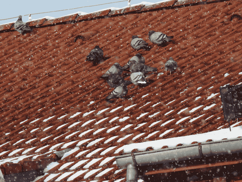 pigeons on roof