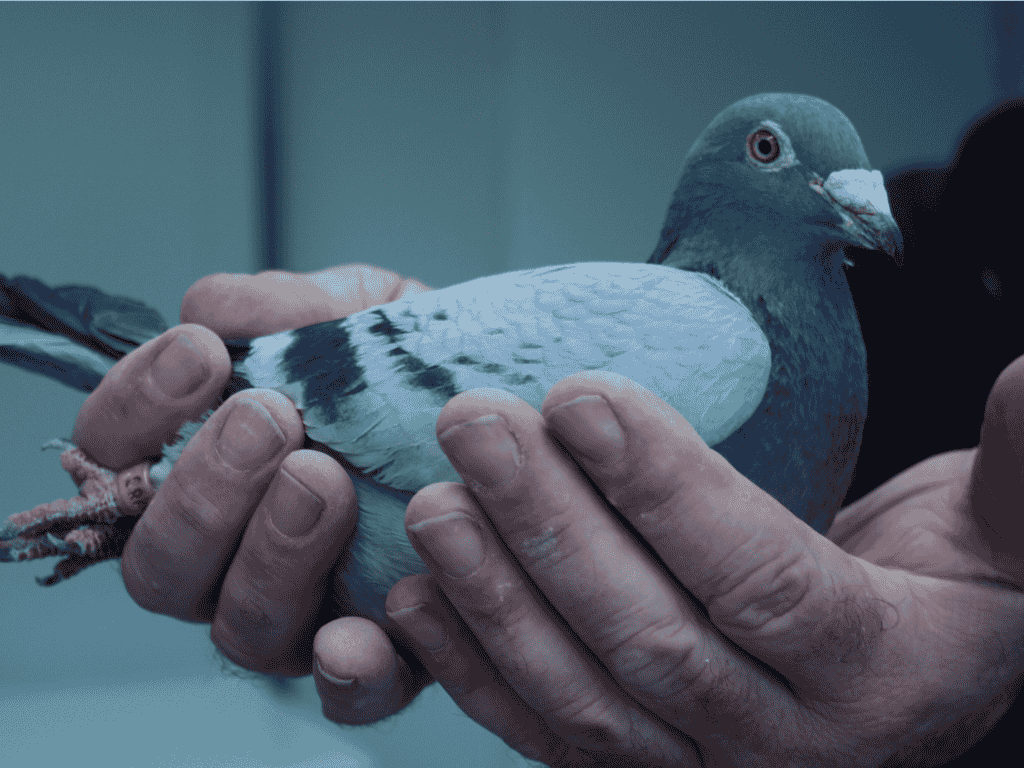 pigeon sitting on a hand