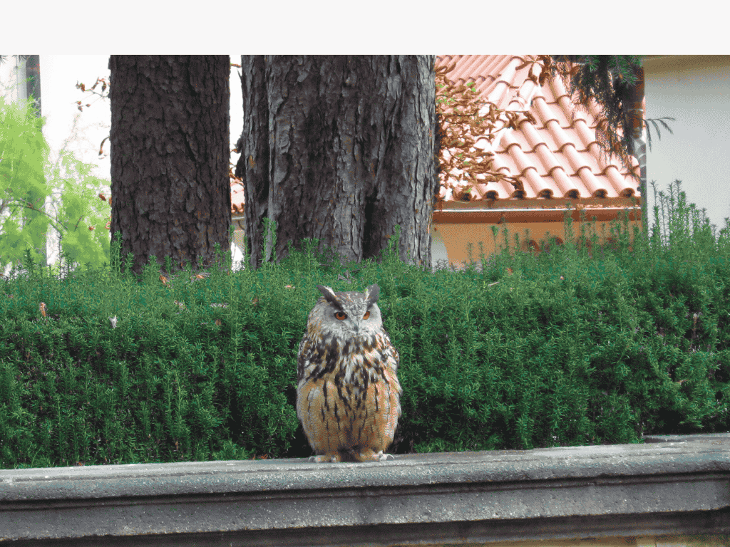 owl sitting at day time