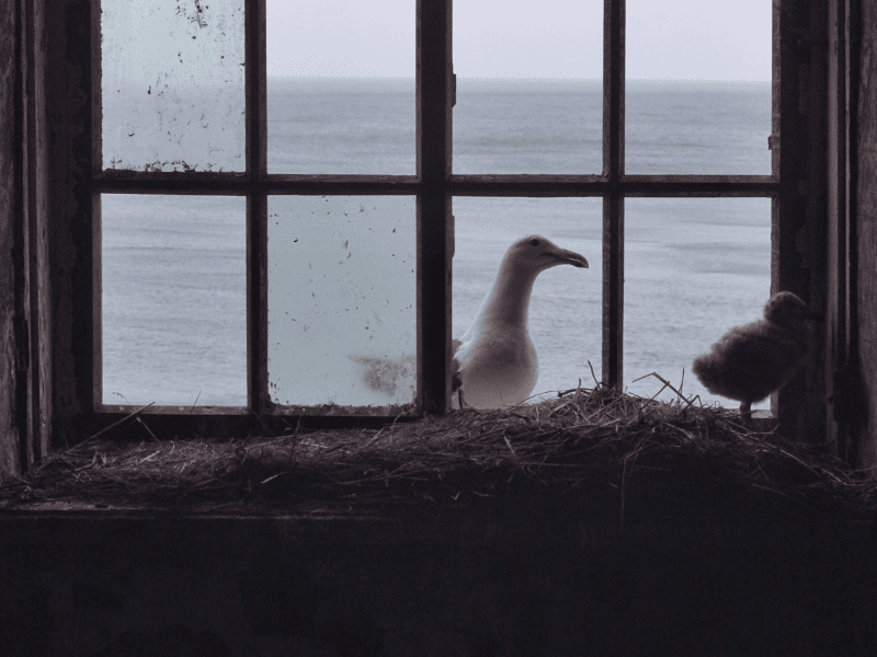 Prevent Birds from Flying into Windows