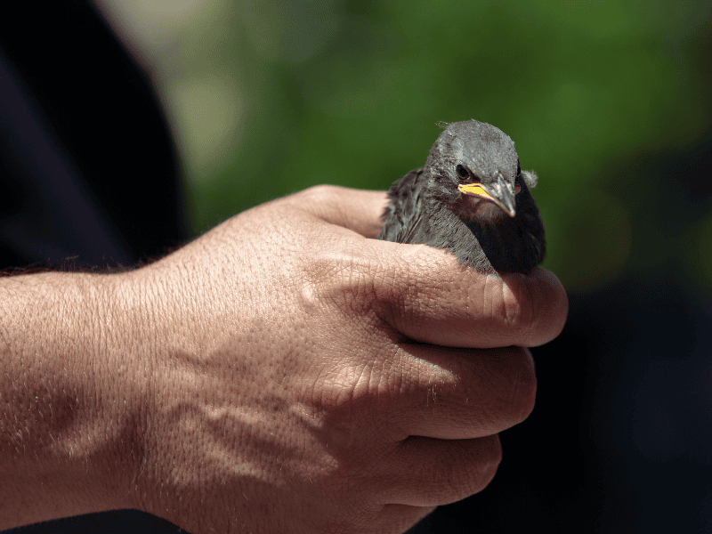 holding injured bird