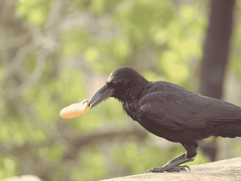 What Do Crows Like to Eat