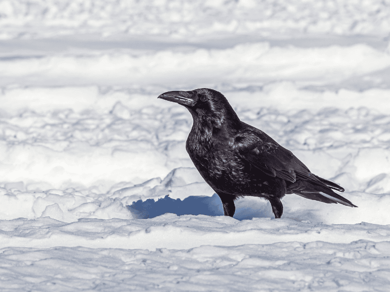 crow standing in snow of winter