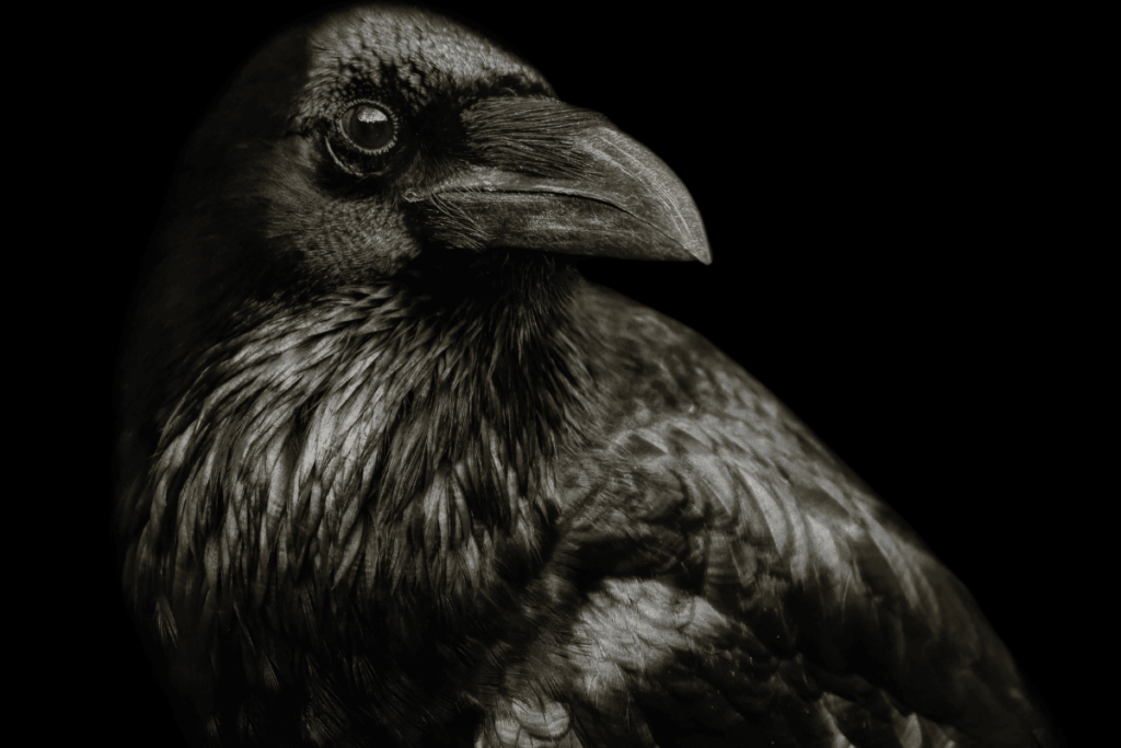 How long do crows live
