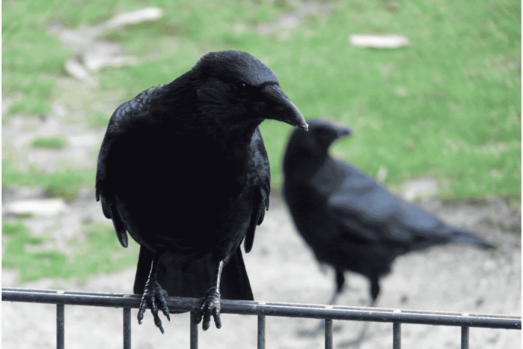 crow sitting on a fence