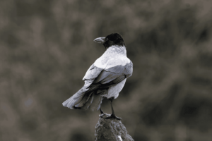 What Is the Smartest Bird in the World?