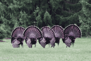 Why Do Birds Dance? Shocking Facts!