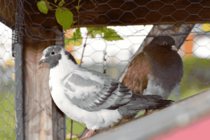 Do Pigeons Mate for Life
