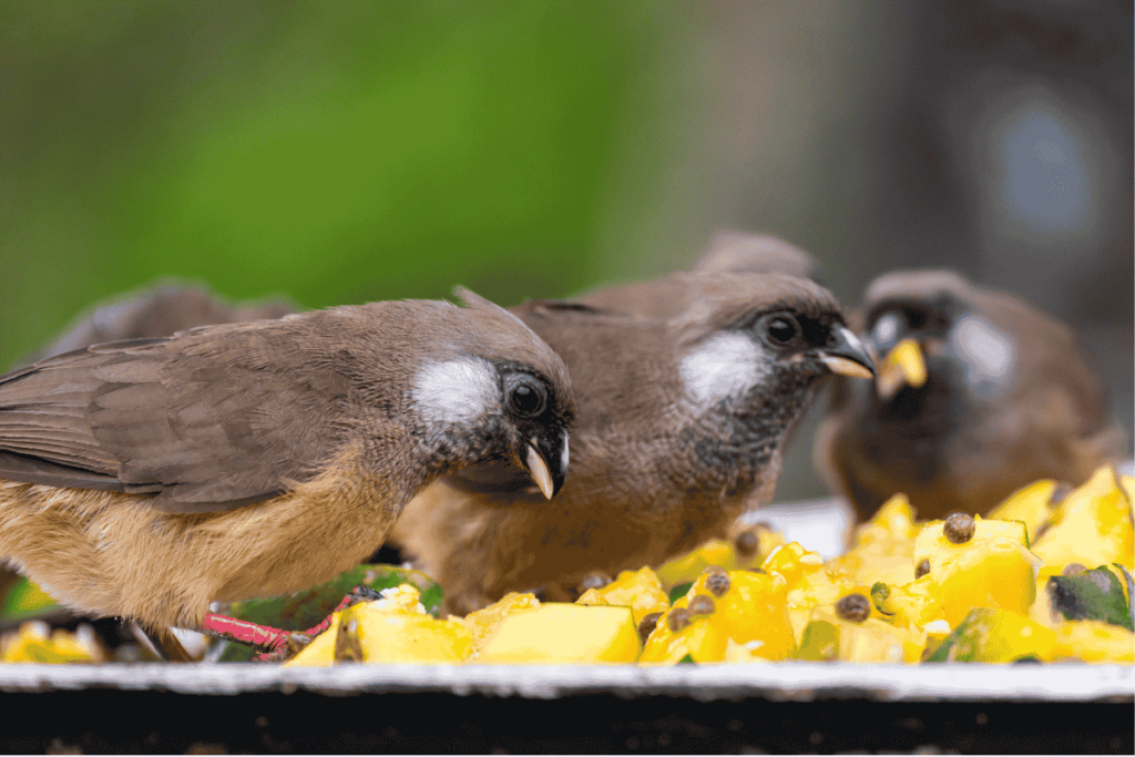 Crops and Fruit Trees from Birds