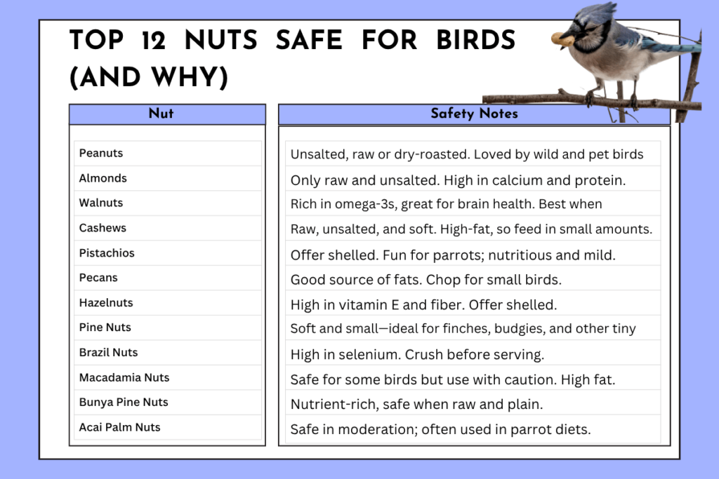 Infographic: Top 12 safe nuts for birds with safety notes, featuring a blue jay."