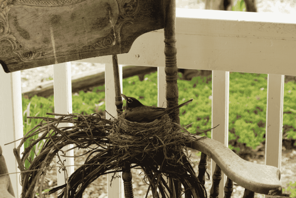 How To Prevent Birds From Building Nest On Porch