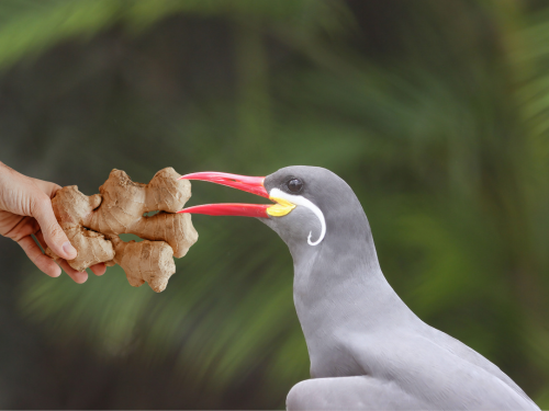 Can Birds Eat Ginger