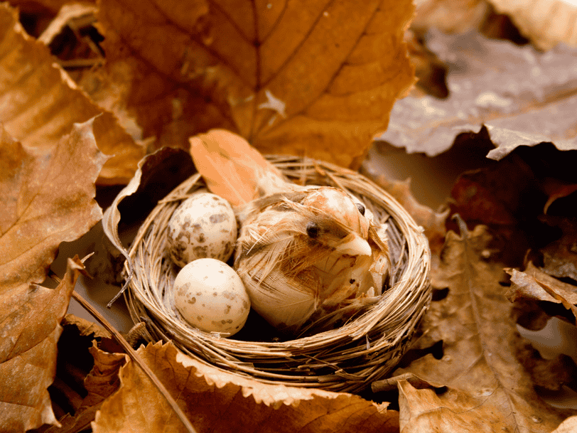 bird sitting on its eggs