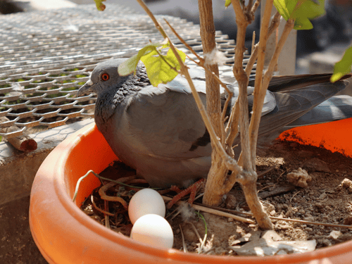 Why Do Birds Eat Their Eggs