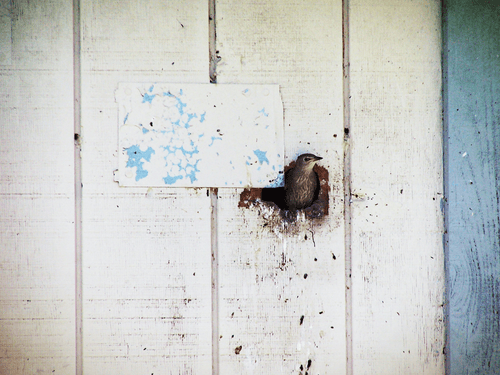 How To Stop Birds From Making Holes In House