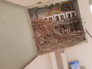 Bird Nest in Your Electrical Panel